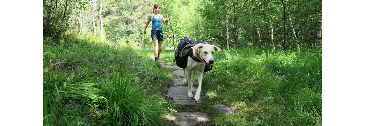 Minikurs i trekktrening med hund - Alta